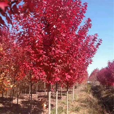 日本紅楓種植日本紅楓和中國(guó)紅楓的區(qū)別日本紅楓葉宿遷誠(chéng)盛園林苗圃