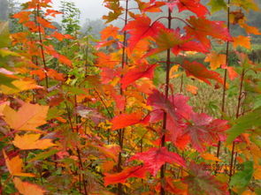 美國(guó)紅楓與日本紅楓有什么區(qū)別