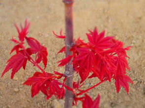 三季紅紅楓產(chǎn)地 圖片 應(yīng)用