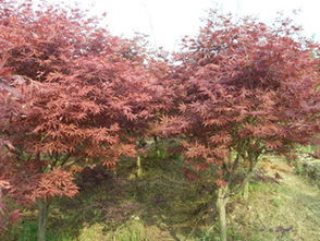 瀏陽(yáng)市柏加璇豐苗圃信息盡在農(nóng)苗網(wǎng) 第1頁(yè)