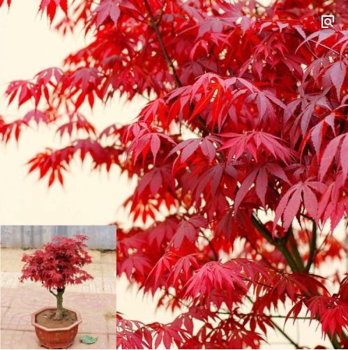 紅楓 主要品種 日本紅楓橙之夢(mèng) 三季紅 紅舞姬