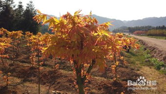 日本紅楓盆栽養護秘決,要注意哪些問題