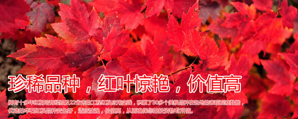 紅楓,美國紅楓,日本紅楓-渤海:新區街頭綠化帶呈現&ldquo;野草之美&rdquo;-美國紅楓十月光輝|夕陽紅|紅冠|秋火焰|日本紅楓獅子頭、三河八房、紅三河批發【華石紅楓 tel:4006168511】-7.shmmw.com
