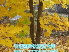 狄波拉黃金楓當選大自然彩葉苗木基地:狄波拉黃金楓代理加盟-山東大自然彩葉苗木繁育基地提供狄波拉黃金楓當選大自然彩葉苗木基地:狄波拉黃金楓代理加盟的相關介紹、產品、服務、圖片、價格狄波拉黃金楓、美國紅楓、耐熱白樺、黃金楓、錦葉欒、日本紅楓、