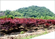 【紅雞爪槭供應|紅楓、日本紅楓,櫻花,桂花,茶花,羅漢松,廣玉蘭等產品,奉化市溪口天涯花木場商鋪