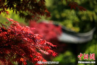 春光明媚也能看紅葉 這個地方的春紅楓正當賞看時