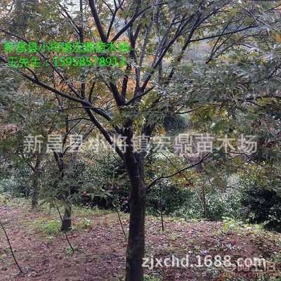 【日本紅楓小苗浙江日本紅楓苗木低價(jià)批發(fā)處理價(jià)格實(shí)惠】新昌縣小將鎮(zhèn)宏鼎苗木場(chǎng) - 產(chǎn)品庫(kù)