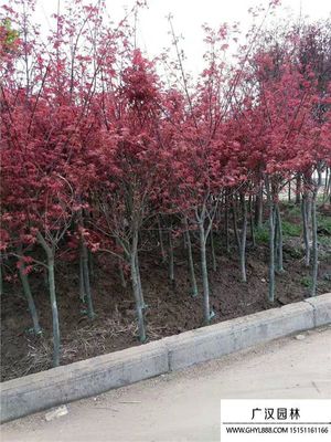 「日本紅楓」日本紅楓圖片_價格表_基地-沭陽縣廣漢園林苗木場