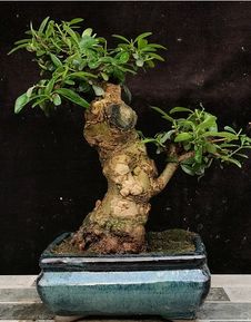 寄情于山水,不如寄情于盆景,一枝一葉,一盆一景,都是妙趣橫生