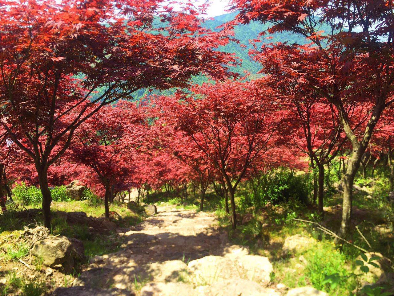 楓樹羽毛楓盆栽紅楓樹苗日本紅楓庭院花園植物陽臺盆景黃金楓包郵