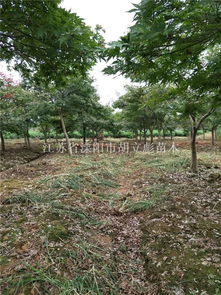 紅楓 紅楓價(jià)格 紅楓圖片 四明山紅楓 日本紅楓 美國(guó)紅楓 浙江花木城紅楓大賣場(chǎng)