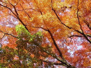 2019第一波楓葉前線來(lái)了 今年日本最美的楓葉去哪里看