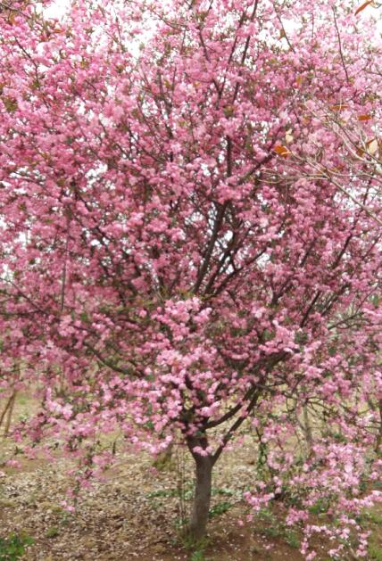 衡水紅楓價(jià)格 通園銀杏樹(shù) 日本紅楓價(jià)格