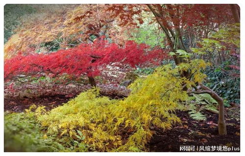 楓樹(shù)居然有20種,比櫻花種類(lèi)還多 分門(mén)別類(lèi)了解一下
