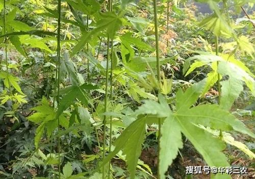 槭樹(shù)品種之日本紅楓流泉