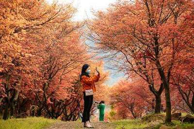 芳菲未盡楓葉紅 吳興廢棄工廠變身網(wǎng)紅景點(diǎn)