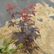 紅楓種植_紅楓種植價(jià)格_紅楓種植廠家_第1頁(yè)_世界工廠網(wǎng)