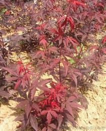 日本紅楓供應(yīng)信息-日本紅楓批發(fā)、日本紅楓價(jià)格、找日本紅楓產(chǎn)品上