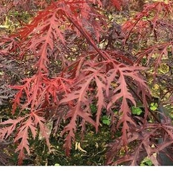 園林綠花苗木庭院植物日本紅楓石榴紅羽毛楓樹苗稻葉紅羽毛楓