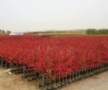 【日本紅楓樹】_綠植園藝價格_最新最全綠植園藝返利優(yōu)惠_一淘網(wǎng)