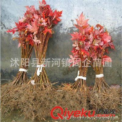 批發正宗嫁接日本紅楓苗 日本紅楓樹苗 日本紅楓三季紅小苗盆景-沭陽縣新河鎮周企苗圃提供批發正宗嫁接日本紅楓苗 日本紅楓樹苗 日本紅楓三季紅小苗盆景的相關介紹、產品、服務、圖片、價格沭陽縣新河鎮周企苗圃、灌木;綠化苗;種子;盆景;果樹苗