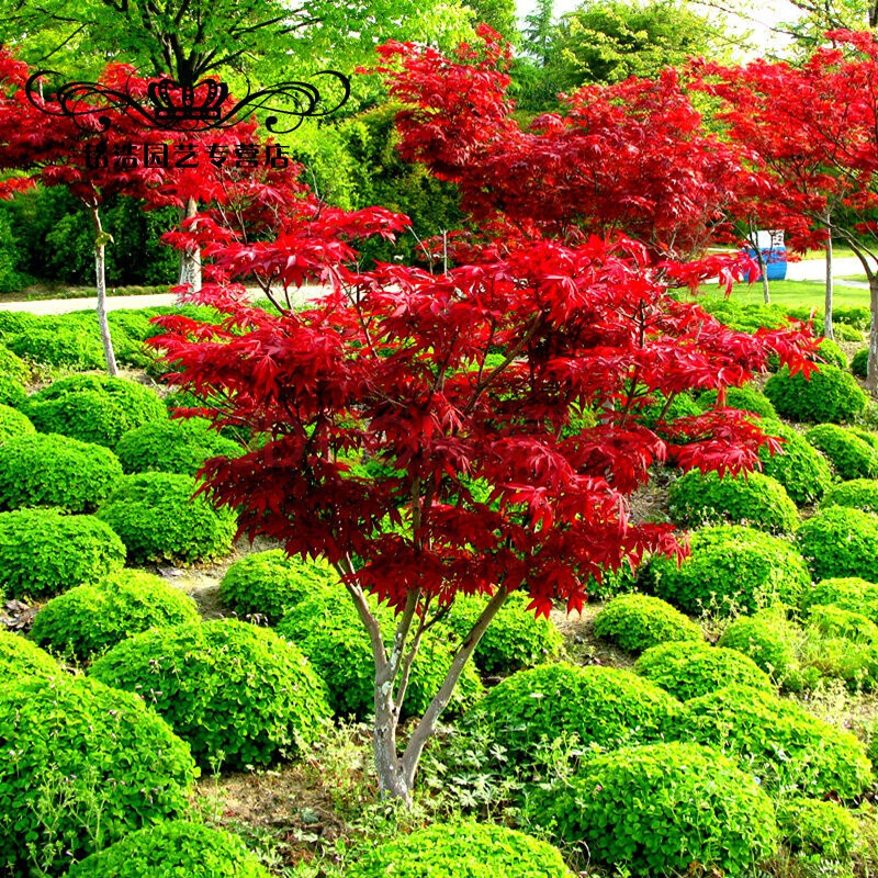 日本紅楓 庭院中的秋日紅霞