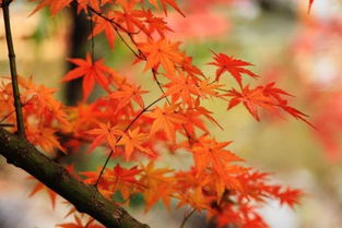 國內四大賞楓圣地 秋意濃楓葉紅，哪里的楓情更入你的眼？