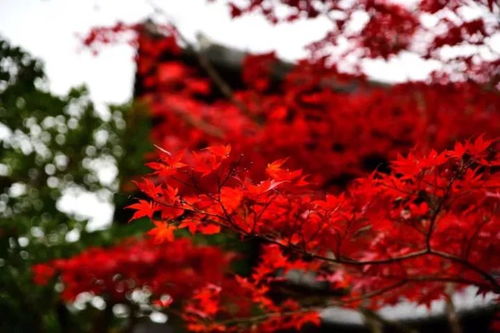 薛蠻子買下日本一條街，日本紅楓投資熱潮你跟上節奏了嗎？