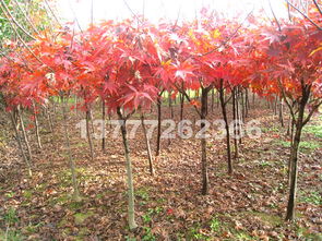 探尋紅楓之美 品種、市場與觀賞勝地全解析