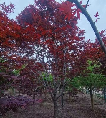 園林綠化新貴 日本紅楓與中國紅、美國紅楓的精品化培育之路