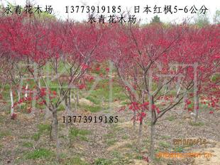 高品質日本紅楓常年供應 5公分粗度大規格與經典‘紅舞妓’品種詳解