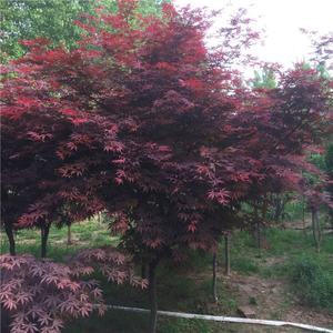 日本紅楓 庭院綠化與盆景藝術的東方瑰寶